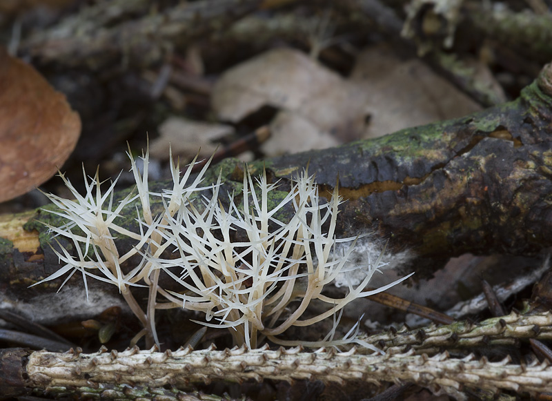 Pterula multifida